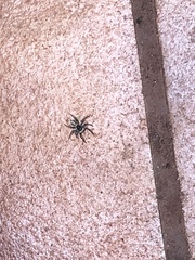 Menemerus semilimbatus