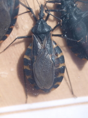 Triatoma gerstaeckeri