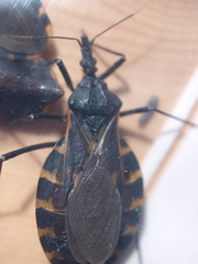 Triatoma gerstaeckeri