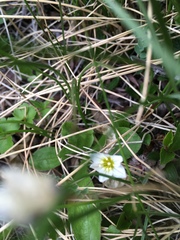 Gagea serotina