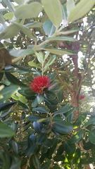 Metrosideros kermadecensis