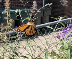 Danaus plexippus
