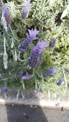 Lavandula