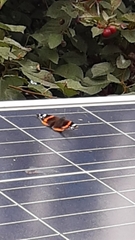 Vanessa atalanta