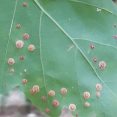 Neuroterus quercusbaccarum