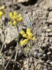 Euphilotes glaucon comstocki