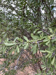 Gymnosporia maranguensis