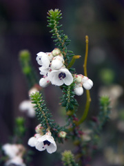 Erica corydalis