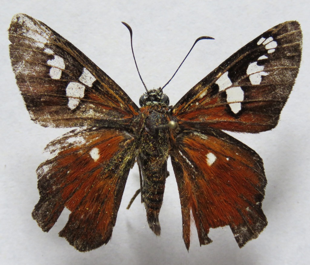 Belt's Myscelus