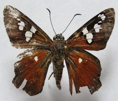 Myscelus belti