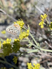 Euphilotes glaucon comstocki