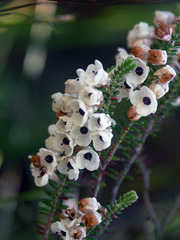 Erica corydalis
