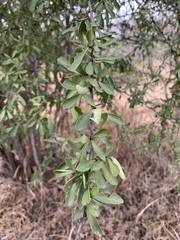 Gymnosporia maranguensis