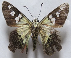 Myscelus belti