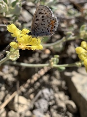 Euphilotes glaucon comstocki