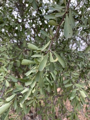 Gymnosporia maranguensis