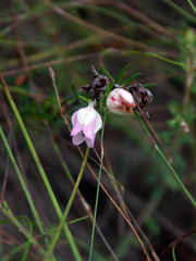 Erica holosericea