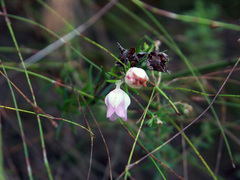Erica holosericea