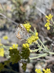 Euphilotes glaucon comstocki