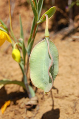 Calochortus amabilis