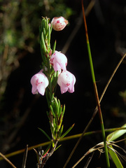 Erica holosericea
