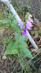 Campanula rapunculoides