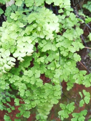 Adiantum pseudotinctum