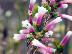 Erica perspicua perspicua