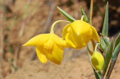 Calochortus amabilis