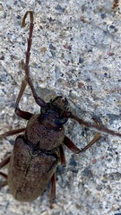 Enaphalodes hispicornis