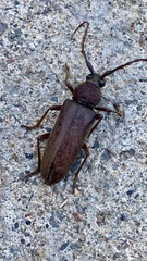 Enaphalodes hispicornis