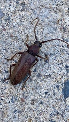 Enaphalodes hispicornis