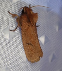 Acrolophus walsinghami