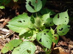 Acalypha alopecuroidea