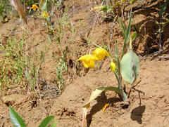 Calochortus amabilis