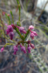 Erica rhopalantha