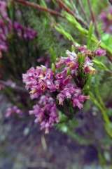 Erica rhopalantha