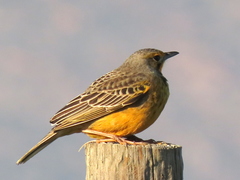 Macronyx capensis capensis