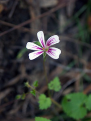 Pelargonium pseudosetulosum