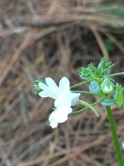 Nemesia floribunda