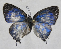 Thestius epopea