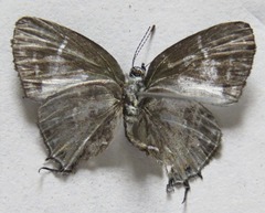Thestius epopea