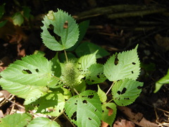 Acalypha alopecuroidea