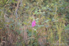 Digitalis purpurea purpurea