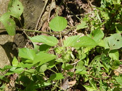 Acalypha alopecuroidea