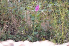 Digitalis purpurea purpurea