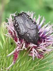 Oxythyrea funesta