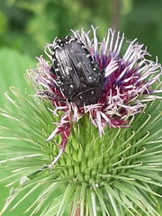 Oxythyrea funesta