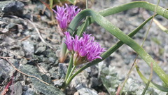 Allium falcifolium