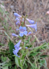 Penstemon